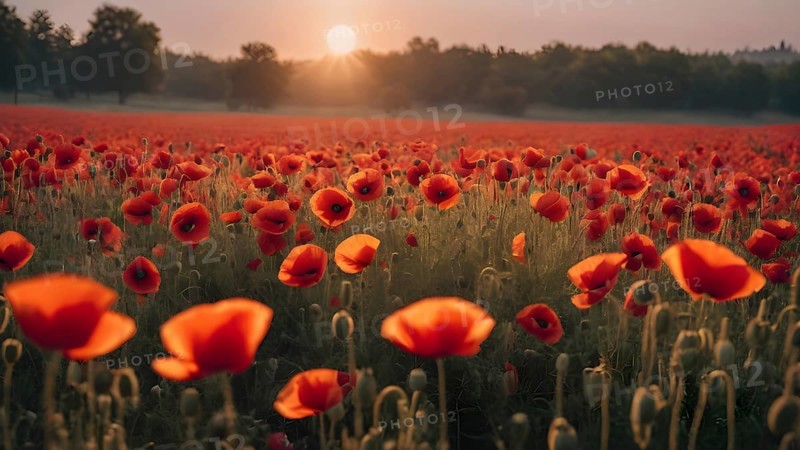 Poppy field wall art print featuring a blooming landscape, celebrating natural beauty, harmony, and vibrant floral elegance, AI generated