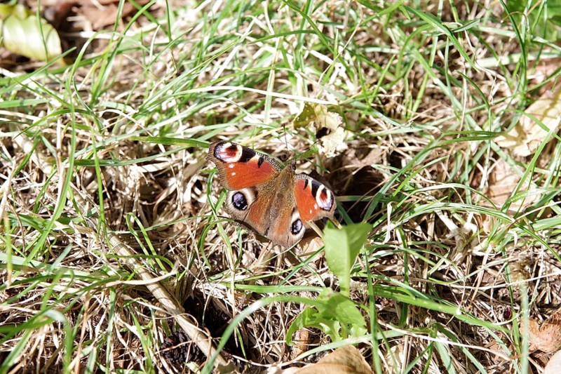 Peacock butterfly (Aglais io), butterfly, open wings, colourful, autumn, forest floor, Germany, The butterfly sits between grass and dried leaves on the ground