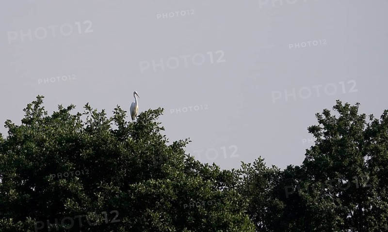 Lusatian pond landscape, great white egret, evening mood, summer, Saxony, Germany