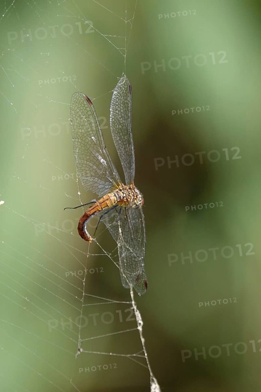 Spider web, dragonfly, summer, Germany