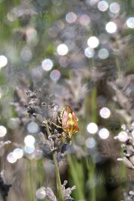 Bug, Summer, Germany