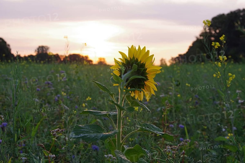 Sunflower (Helianthus annuus), yellow, meadow, blossom, beauty, late summer, colours, Germany, A sunflower from the back in the flower field