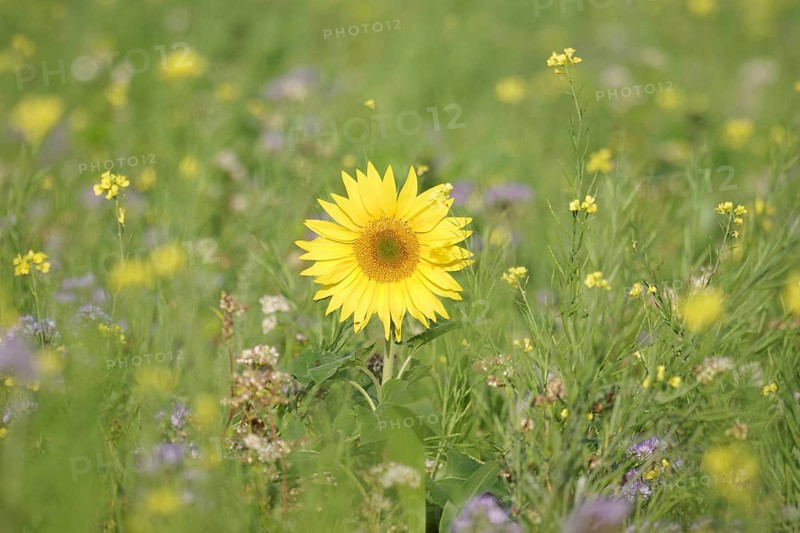 Sunflower (Helianthus annuus), yellow, meadow, blossom, beauty, late summer, Germany, A blooming sunflower in a flower field