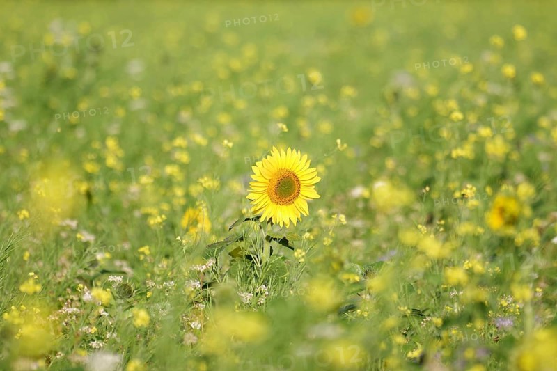Sunflower (Helianthus annuus), yellow, meadow, blossom, beauty, late summer, Germany, A blooming sunflower in a flower field