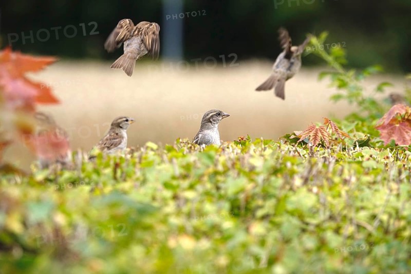 Sparrows in a garden hedge, summer, Germany