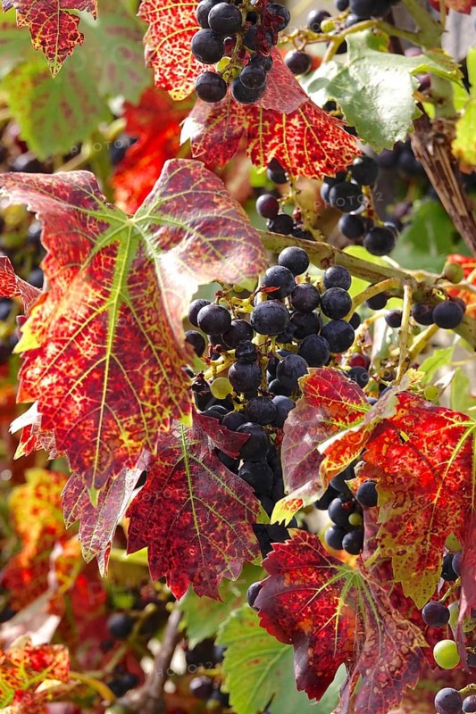 Grapes on the vine, autumn leaves, Germany