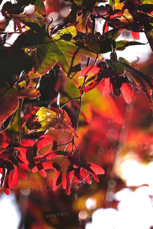 Fan maple, summer, Germany