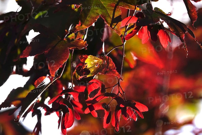 Fan maple, summer, Germany