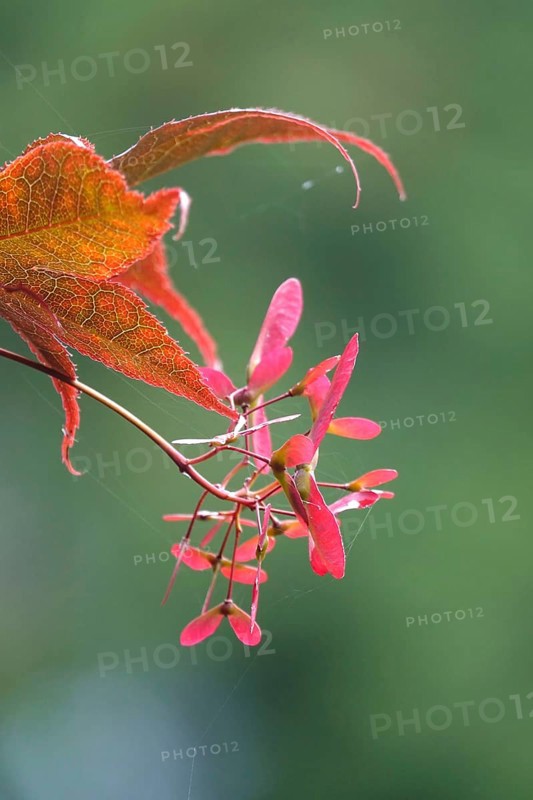 Fan maple, summer, Germany