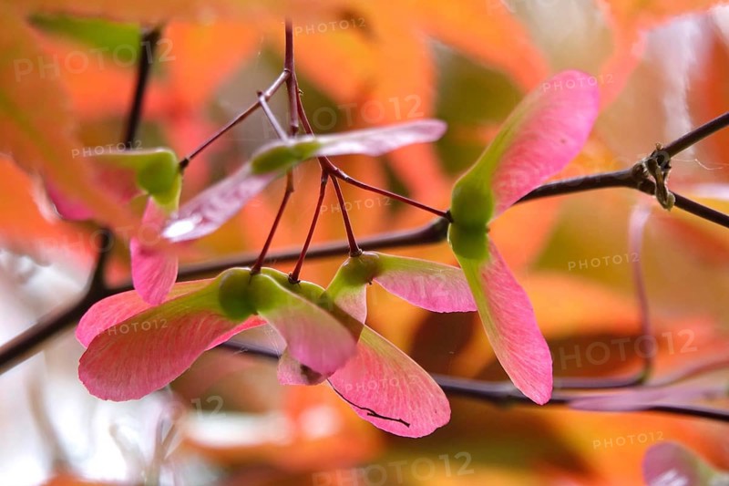 Fan maple, summer, Germany