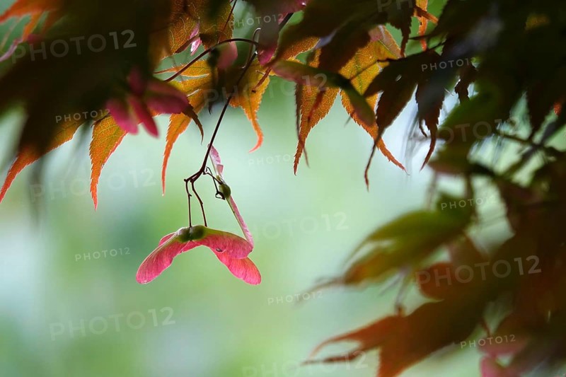 Fan maple, summer, Germany