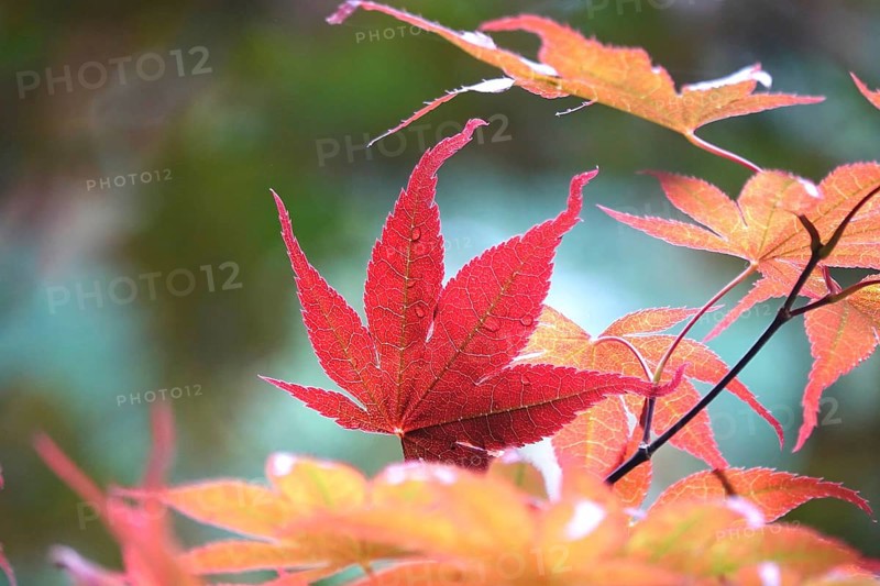 Fan maple, summer, Germany