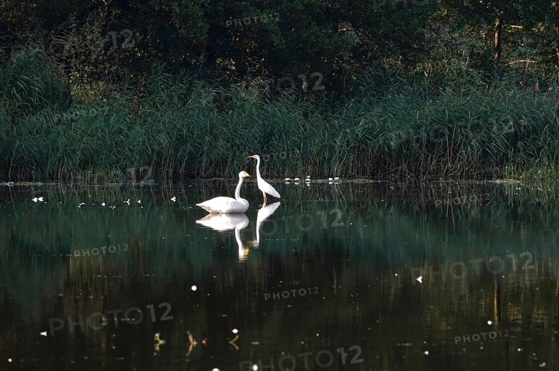 Great White Egret and Whooper Swan, Lusatian Pond Landscape, Summer, Saxony, Germany
