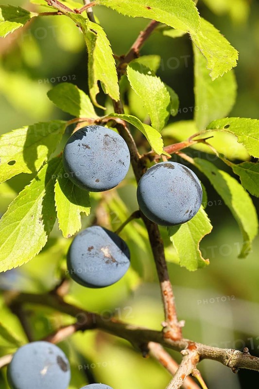 Blackthorn (Prunus spinosa), branch with ripe fruit, autumn, Wilnsdorf, North Rhine-Westphalia, Germany