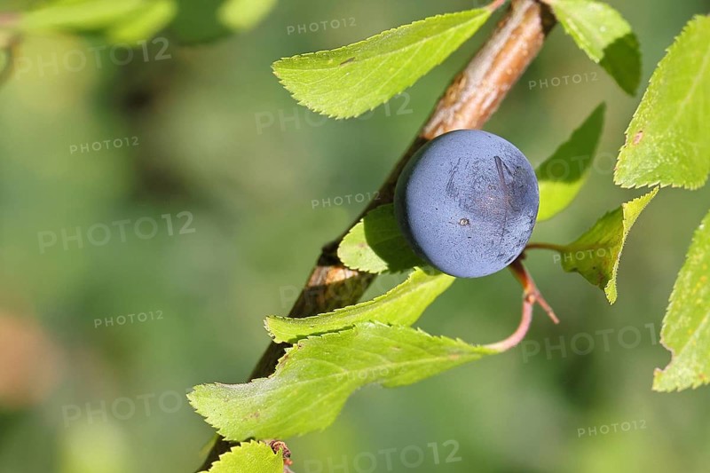 Blackthorn (Prunus spinosa), branch with ripe fruit, autumn, Wilnsdorf, North Rhine-Westphalia, Germany