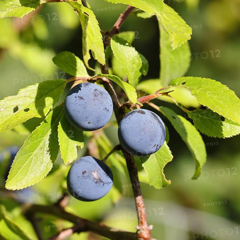 Blackthorn (Prunus spinosa), branch with ripe fruit, autumn, Wilnsdorf, North Rhine-Westphalia, Germany