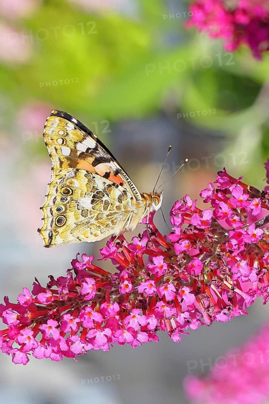 Thistle butterfly (Vanessa cardui) on a Buddleja davidii flower, wings closed, underside of wings, Wilnsdorf, North Rhine-Westphalia, Germany