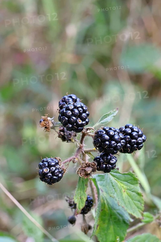 Blackberries (Rubus fruticosus), ripe fruit on a bush in a forest, Wilnsdorf, North Rhine-Westphalia, Germany