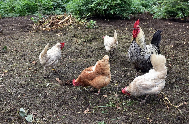 Domestic cock, rooster (Gallus gallus domesticus) and hens, chickens foraging in a free-range enclosure