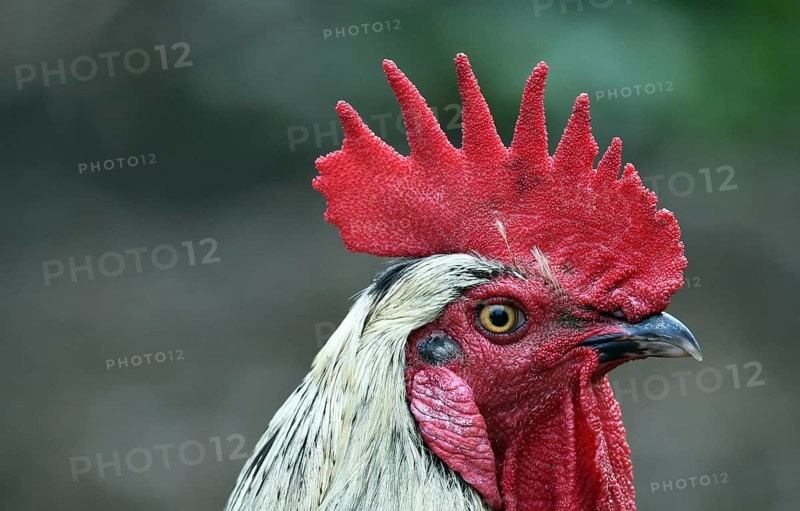 Rooster (Gallus gallus domesticus) in the outdoor enclosure