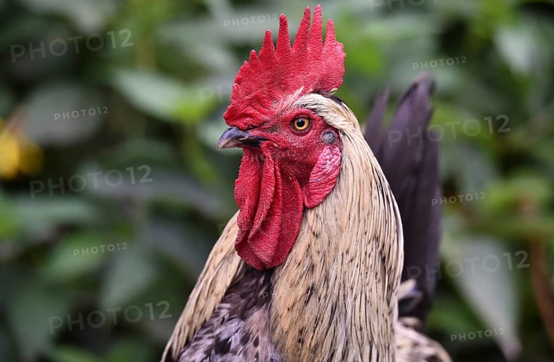 Rooster (Gallus gallus domesticus) in the outdoor enclosure