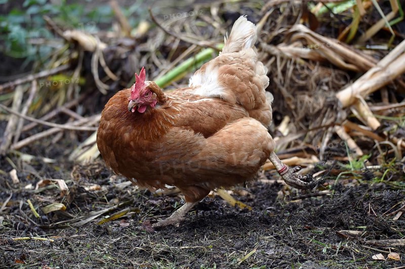 Domestic chicken, (Gallus gallus domesticus) Chicken, hen foraging in a free-range enclosure