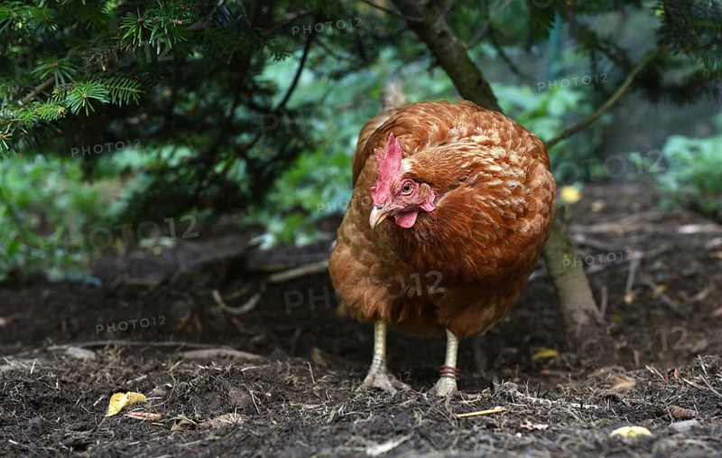 Domestic chicken, (Gallus gallus domesticus) Chicken, hen foraging in a free-range enclosure