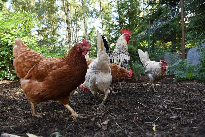 Domestic cock, rooster (Gallus gallus domesticus) and hens, chickens foraging in a free-range enclosure