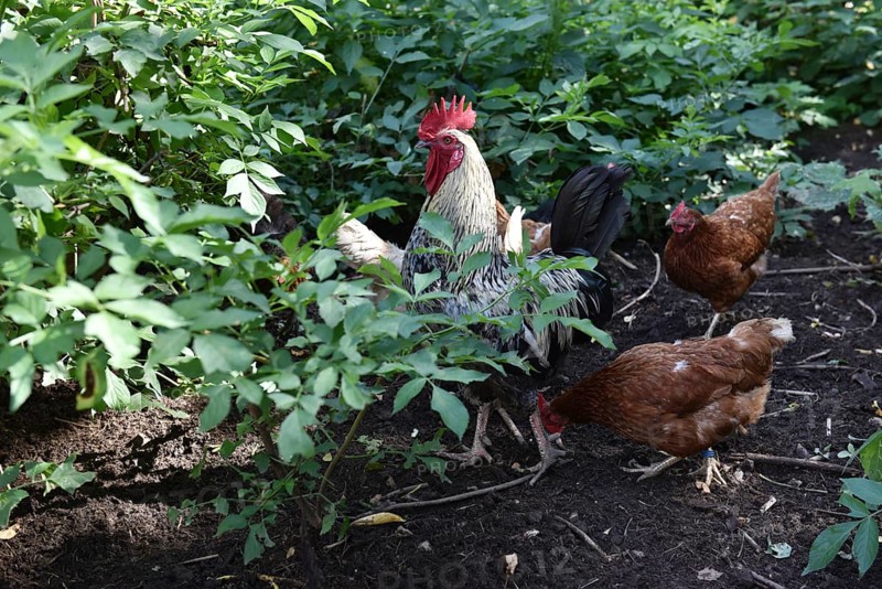 Domestic cock, rooster (Gallus gallus domesticus) and hens, chickens foraging in a free-range enclosure