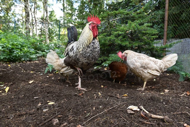Domestic cock, rooster (Gallus gallus domesticus) and hens, chickens foraging in a free-range enclosure