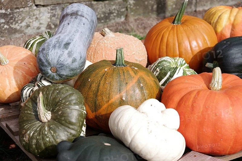 Pumpkins (Cucurbita), fruits, types, giant pumpkin, garden pumpkin, ornamental pumpkin, colourful, harvest, decoration, pretty, Germany, various pumpkins in different shapes, sizes and colours
