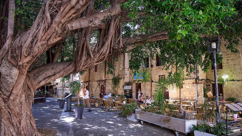 Oasi Restaurant, Cosy cafe under a big tree with relaxed people, Turkish Quarter, Rhodes Old Town, Rhodes Town, Rhodes, Dodecanese, Greek Islands, Greece