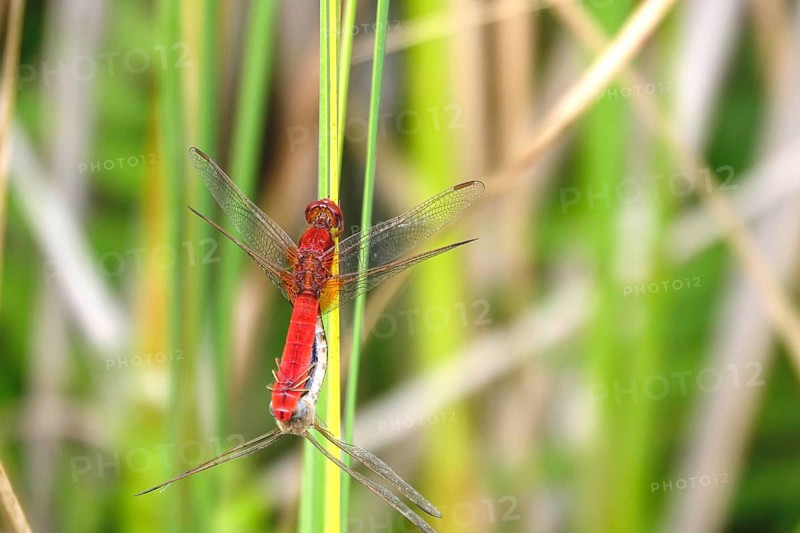 Scarlet Dragonfly, summer, Germany