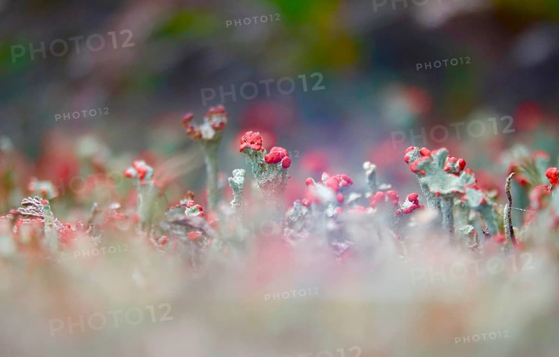 Scarlet lichen, macro photography, summer, Saxony, Germany