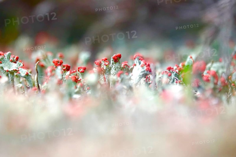 Scarlet lichen, macro photography, summer, Saxony, Germany