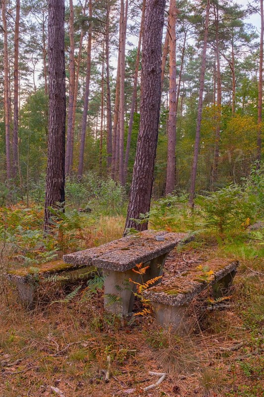 Photograph of a weathered seating area or resting place made of exposed aggregate concrete standing in a forest, Neustadt am Rübenberge, Hanover, Lower Saxony, Germany