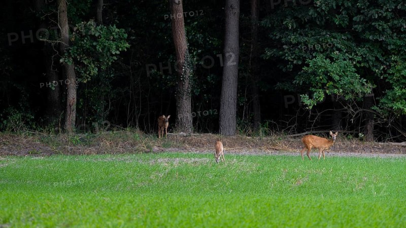 Deer standing in a field at the edge of the Wad, Neustadt am Rübenberge, Hanover, Lower Saxony, Germany