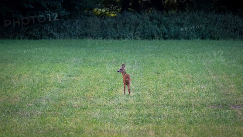 Photograph of a roebuck standing in a meadow looking to the left, Neustadt am Rübenberge, Hanover, Lower Saxony, Germany