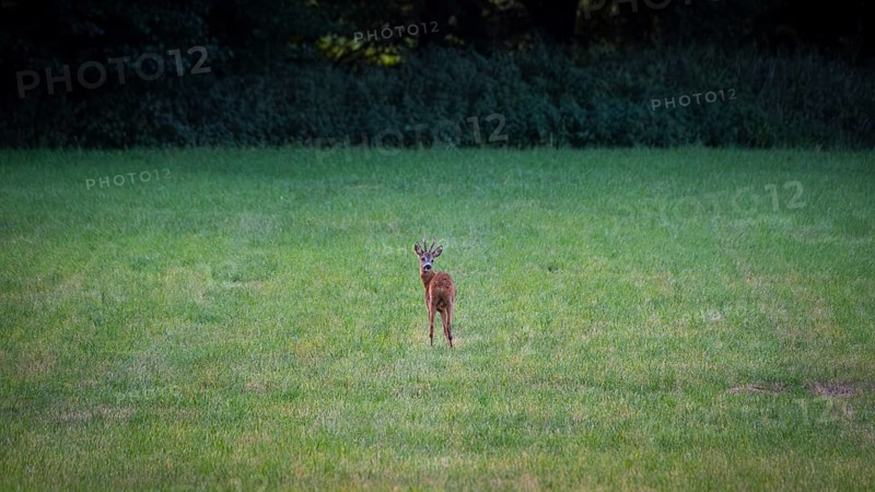 Photograph of a roebuck looking back standing in a meadow, Neustadt am Rübenberge, Hanover, Lower Saxony, Germany