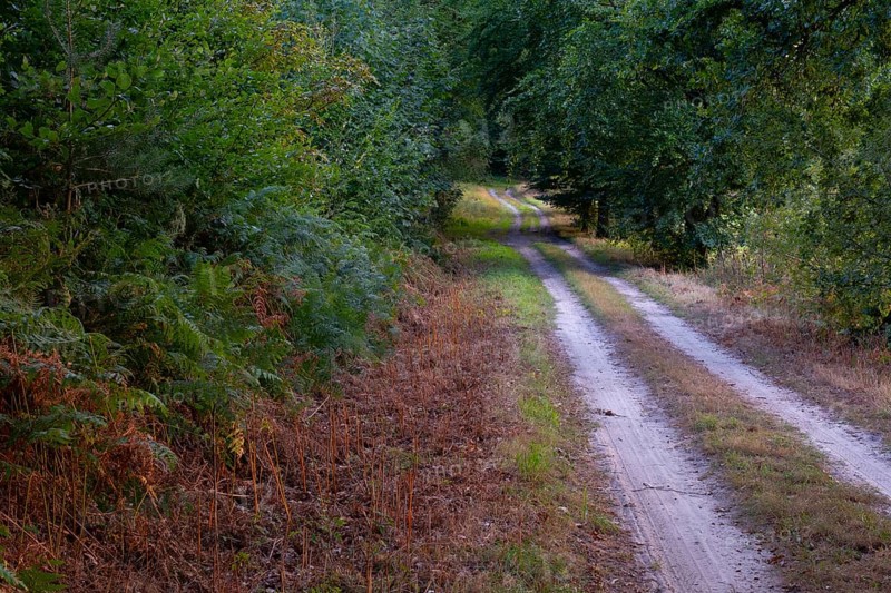 View along a sandy forest path, Neustadt am Rübenberge, Hanover, Lower Saxony, Germany