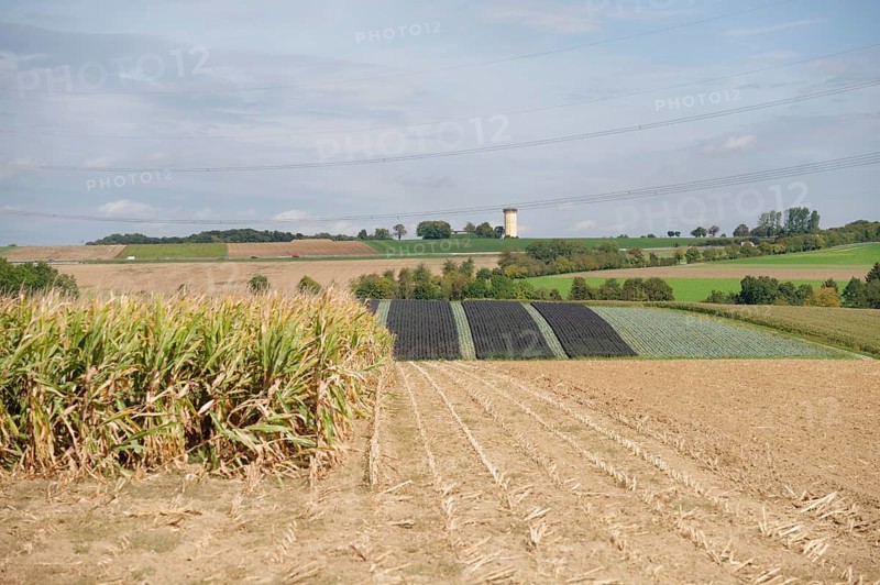 Arable farming near Untermünkheim, corn field, corn field, Kocher valley, Kocher, Hohenlohe, Germany