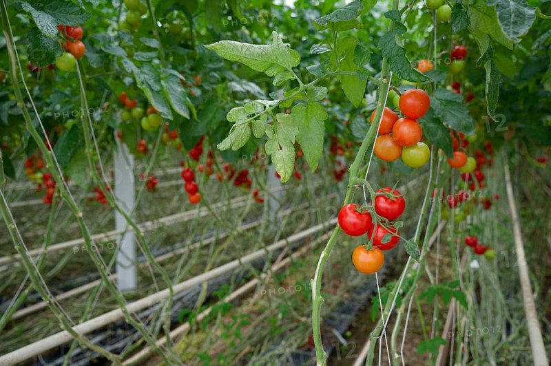 Tomatoes in greenhouse, tomato, vegetables, Schwäbisch Hall, Hohelohe, Germany