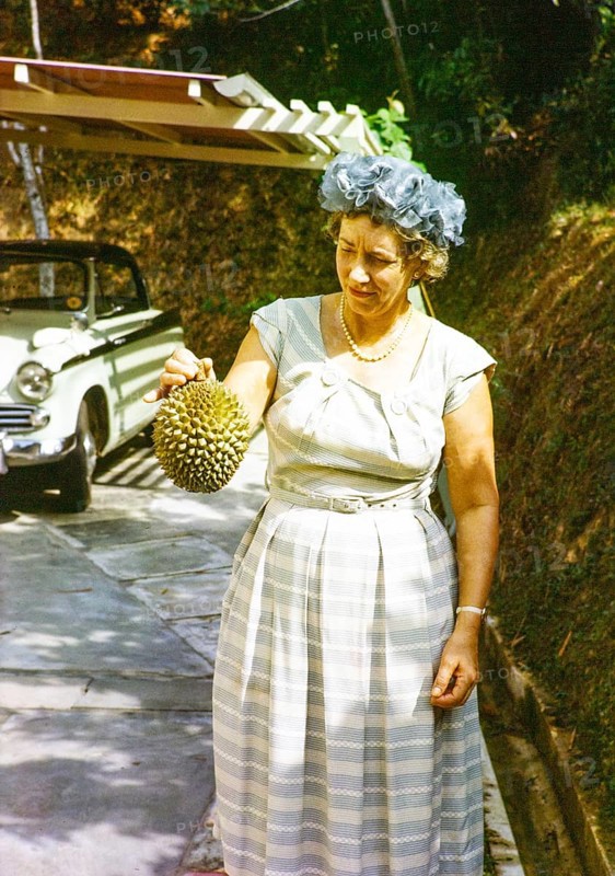 British expatriate woman holding a durian fruit, durio zibethinus, she is wearing smart clothing of 1950s - 1960s fashion style, Singapore, south east Asia 196s