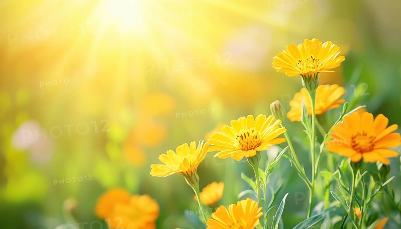 Beautiful Summertime Scene With Marigold Flowers In Sunlight: Calendula Officinalis Blooms In Full Display For Floral Wallpaper Or Web Design, AI generated