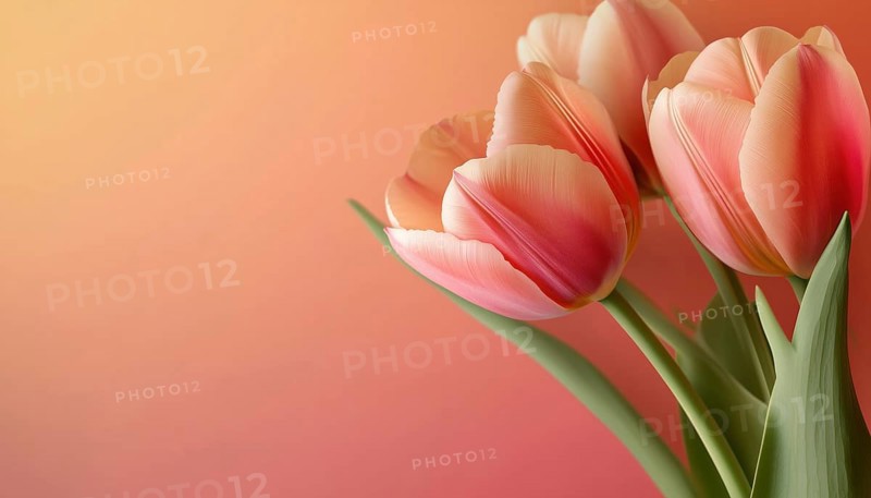 Realistic Tulips For Celebrating International Women'S Day: A Versatile Template For Posters, Flyers, And Greeting Cards. Celebrate Women'S Day With Style!, AI generated