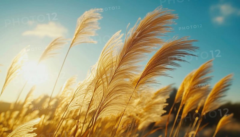 Beautiful Swirling Movement Of Miscanthus Sinensis In The Breeze. Tall And Graceful Grass Swaying In The Sunlight, AI generated