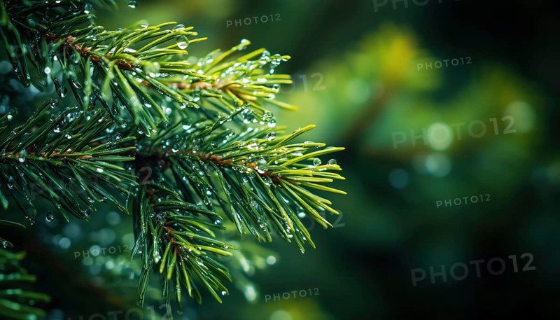 Close-Up Of Wet Pine Branches With Raindrops And Blurred Background Of Needles, Twigs, And Drops After Rain, AI generated