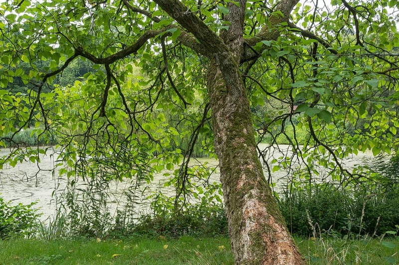 Northern catalpa (Catalpa speciosa), North Rhine-Westphalia, Germany