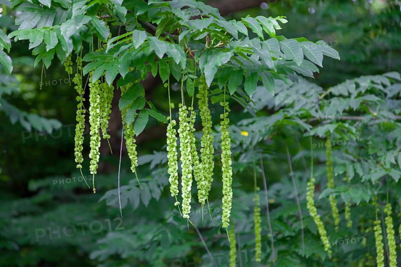 Caucasian wingnut (Pterocarya fraxinifolia), inflorescences, Münsterland, North Rhine-Westphalia, Germany