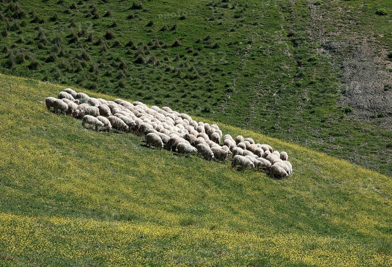 Flock of sheep grazing on hillside in Tuscany, Toscana, Tuscany, Italy